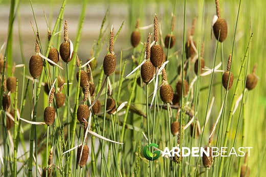 Dwarf Cattail Guide: How to Grow & Care for “Typha Minima”