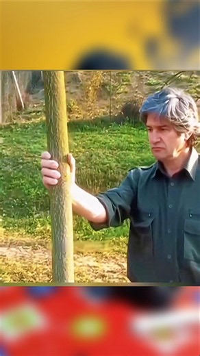 I Held This Tree For 14 Years. THIS is What Happened.