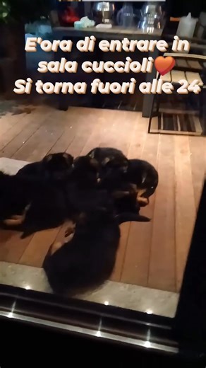 Giancarlo Onorati on Reels