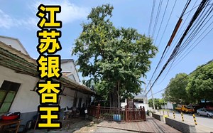 江苏银杏王，传说孙权的妹妹孙尚香栽种，距今已经1700多年了