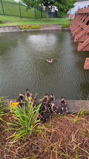6.3K views · 54 reactions | Caution: Don’t get too close to mother duck’s ducklings. 閭#WildlifeWednesday | Discovery Park of America | Facebook