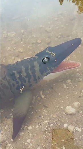 Mattel Jurassic World Rebirth Mosasaurus #jurassicworldmattel #jurassicworldrebirth