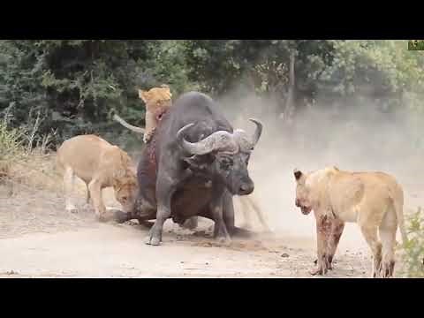 Wild animals attack one another | Wildest Africa - Epic Wildlife Videos | Wild animals attack video