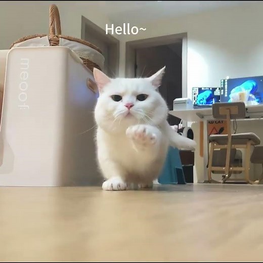 Meet the Adorable Dwarf Cat: A Baby in Feline Form