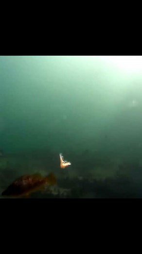 The effect of Antarctic shrimp… #underwater #fishing #outdoors