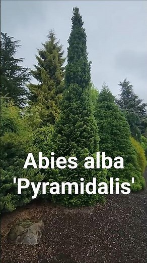 Abies alba 'Pyramidalis' #gardening #conifers #design #landscaping #gardendesign