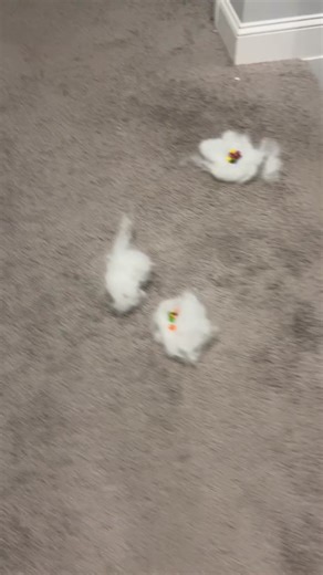 Taste The 🌈 #elfontheshelf #elfontheshelfideas #christmas #fyp #skittles #rainbow #clouds #funny #elf