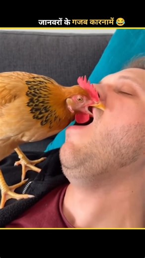 funny Animals video 😂 #funny #funnyanimals #shorts