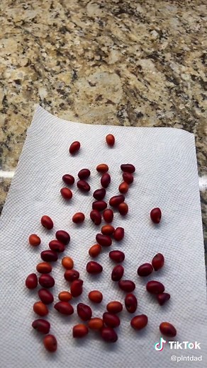 Texas Mountain Laurel germination process! #texasmountainlaurel