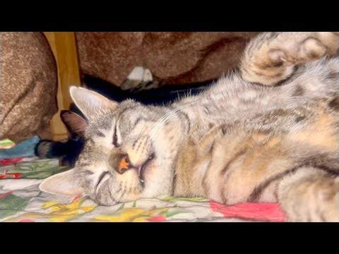 99% fall asleep in 5 minutes｜Cat × Water Sounds ASMR