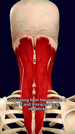 semispinalis capitis muscle #neckmuscle#superficial#anatomy#drphysio