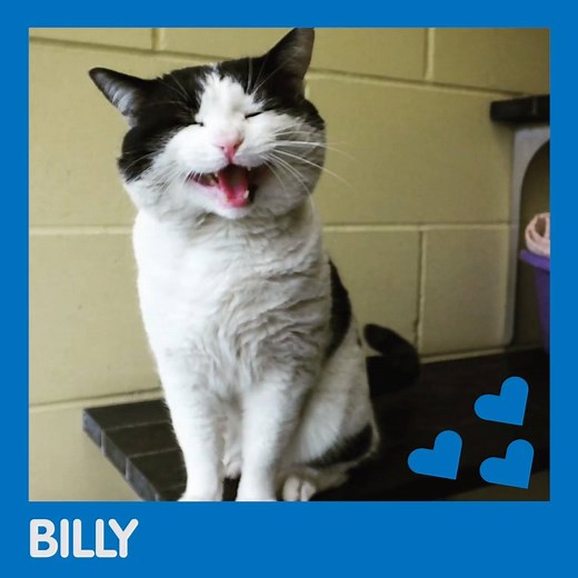 Here they are - Blue Cross's Most Eligible Pets! All of these beauties are waiting to meet you at our rehoming centres across the country. They all need a special someone to step up and give them the love and attention they deserve. And they'll give you lots of cuddles and companionship in return. Even if you can't offer these little ones a home, you can always sponsor them instead. You'll feel all warm and fuzzy when we let you know they've gone to new homes too! 💕 Rehome a pet: https://goo.gl