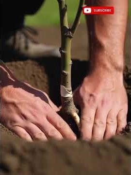 "HowToGrowPears"#GrowPearsAtHome#PearTreeCarePears"#HowToGrowPears#GrowPearsAtHome#PearTreeCare