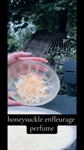 honeysuckle enfleurage ✨ #enfleurage #honeysuckle #perfumetiktok #perfumetok #fragrance #fragrancetiktok #perfume #fragrancetok #makeperfume #naturalperfume