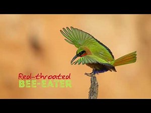 RED-THROATED BEE-EATER | BIRD PHOTO TOUR | THE GAMBIA FEB 2023