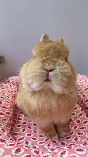 I’m obsessed with eggie’s cheeks #bunny #rabbit #bunnylove #fypシ #fyp #rabbitsoftiktok #bunniesoftiktok #うさぎ #bunnies #rabbits #bunnyoftheday #petstiktok #petsoftiktok #pet #instabunny #cute #bunniesworldwide #lapin #bunnyrabbit #bunnylife #pet #netherlanddwarf #cutebunny #bunnyfashionwear #netherlanddwarf #netherlanddwarfbunny