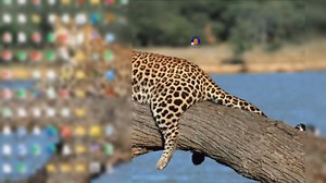 Wiistar USB2.0 Audio Capture Card RCA L/R+3.5mm Audio to USB up to 96kHz Wave/MP3 for Tape MD CD Player Phono Laptop