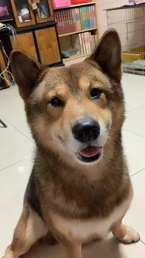 Shiba Inu Characteristics and Care Tips