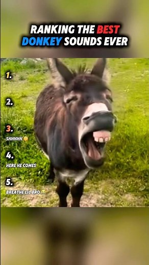 Ranking the best donkey sounds ever 😂