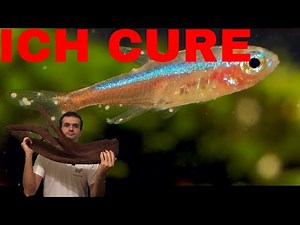 How i treat my fish with malachite green against ich