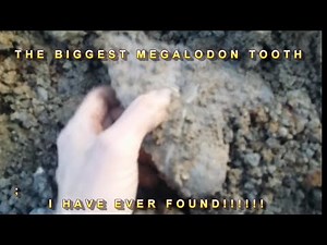 Finding Big Megalodon Shark Teeth