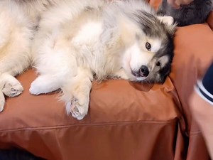 被迫开机的舞momo,emo了