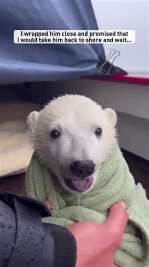 @yamatosenseii on Instagram: "The Frost-Bitten Rescue The Arctic wind howled across the jagged ice floes, but Yamato stood firm, his white cape fluttering like a blizzard behind him. He had traveled to the far north seeking a moment of peace, but the silence was shattered by a desperate, high-pitched cry. Near the edge of a crumbling ice shelf, a small polar bear cub was stranded. Its mother was nowhere to be seen, and the water below was swirling with dark, lethal shadows. A pod of Orcas—the wo