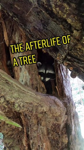 Trees have an afterlife. #LearnOnTikTok #SummerSchool #NatureTikTok #PBSNature