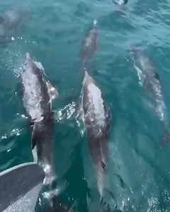 3.3K views · 235 reactions | Bow riding with a pod of common dolphins. How purely magical it is to be a foot away from these playful critters as they ride the wake of the bow. You feel like you’re part of the pod as they dance and play around you. When they look up at you and make eye contact with you, there’s nothing better in the world! Video by: @adam_ernster | All Everything Dolphin | Facebook