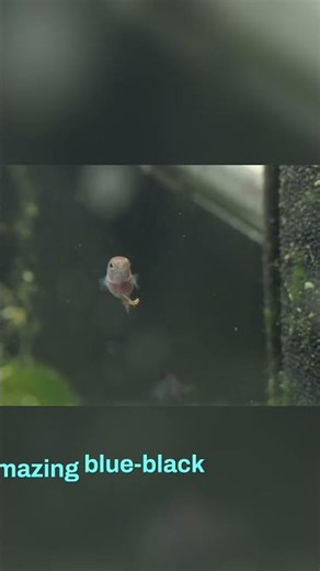 Discover Pygmy SunFish's Breeding Colors! #shorts