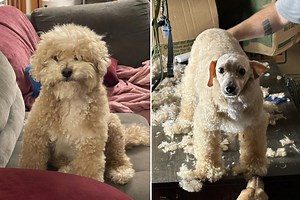 Epic Grooming Fail Seen 45M Times as Even the Dog Looks ‘Embarrassed’
