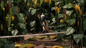 Lachgeschichte: Shaun das Schaf: 152. Der Mais ist reif!