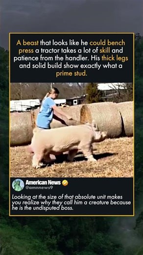 BIGGEST STUD IN OKLAHOMA