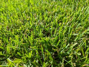 Tips for identifying zoysia varieties?