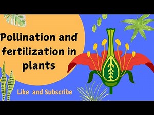 Pollination and Fertilization in Plants | Parts of a Flower Plant Reproduction‪@Learninglounge209‬