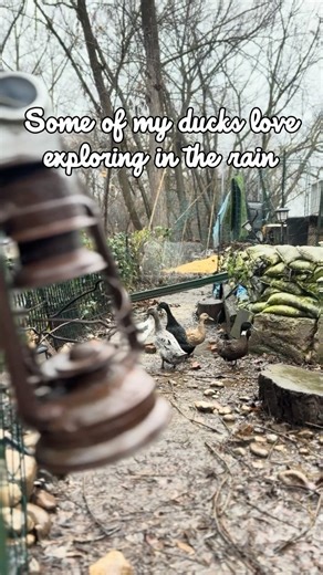 How about some ducks in the rain to calm your brain?