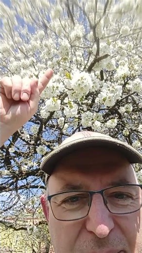 Gorgeous cherry blooms - a spring poem