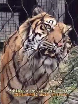 人気第9位のスマトラトラと4位のアジアゾウ。【東山動植物園 】｢名古屋市千種区東山元町3-70｣2025年1月16日(木) ｢1年前の思い出｣
