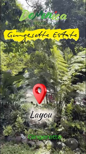 7.4K views · 176 reactions | The Dominica Adventure Guide with Jael Joseph continues! This time we check out a visit to Soma Gardens, a personalized riverside Wato food experience, and whale-watching with the Fort Young Hotel! | Discover Dominica | Facebook