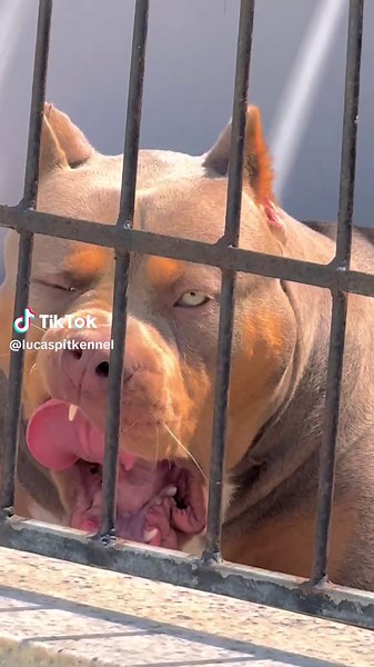 Filhote Calmo de 9 Meses: Lpk e Calabreso