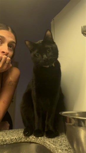 El misterio del agua: Gatos curiosos y humor