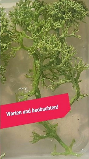 Forschungsidee Waldboden unter Wasser - Moos - Echt jetzt? #natur #wald