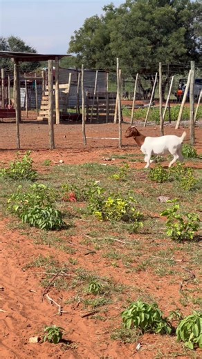 First Generation Breeders of Boer Goat and Dorper