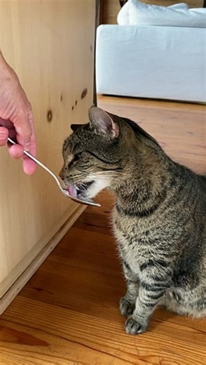 Ice Cream Causes Cat Brain Freeze