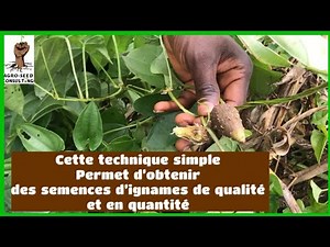 Cette technique simple permet d'obtenir ses propres semences d'ignames de qualité et en quantité