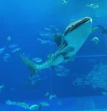 ジンベエザメの呼吸 全集中 旋回 第3弾in美ら海水族館