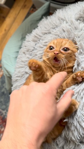 Emilio on Instagram: "Morning demon time"