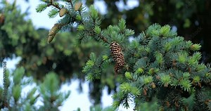 A beautiful close-up of a blue spruce branch, revealing the contrast between fresh needles and older growth, along with cones from different seasons. The soft wind adds a calming effect