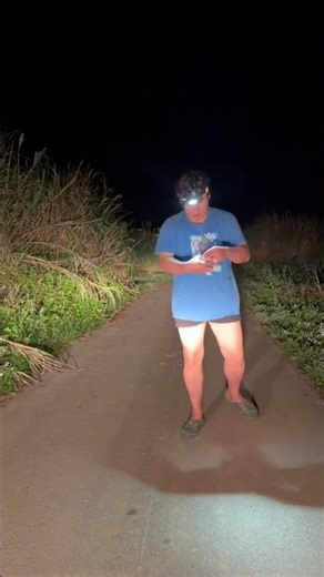 沖縄本島ハブ獲り初日まさかの金ハブ3匹目！100匹に1匹いるかどうかのレア蛇が湧いておる🙄 #金ハブ #ゴールドラッシュ