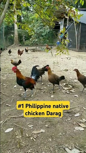 #1 Philippine native chicken Darag!.#chicken#backyardchicken #farming #freerangechickens